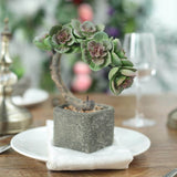 8inches Concrete Planter Pot, Artificial Perle Von Nurnberg Succulent Plant