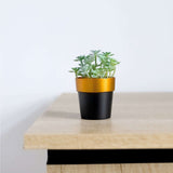 3 Pack | 3inch Black Gold Rimmed Small Flower Plant Pots, Indoor Decorative Planters