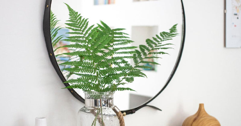 fern-indoor-plant