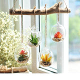 4 Pack | 4inch Air Plant Hanging Glass Globe Terrarium, Free-Falling Elegant Planter