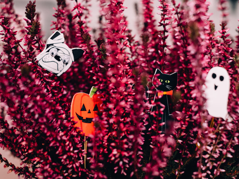 halloween decorations