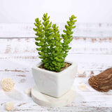 3 Pack | 8inches Ceramic Planter Pot & Artificial Sedum Succulent Plants