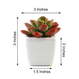 3 Pack | 3inches Ceramic Planter Pot & Artificial Echeveria Elegans Plants