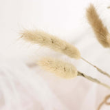 50 Pack | 15inch Natural Rabbit Tail Dried Pampas Grass Stem Bouquets