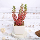 3 Pack | 8inches Ceramic Planter Pot & Artificial Sedum Succulent Plants