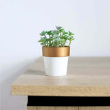 3 Pack | 3inch White Gold Rimmed Small Flower Plant Pots, Indoor Decorative Planters