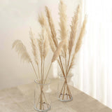 6 Stems | 49inch Wheat Tint Dried Natural Pampas Grass Plant Sprays