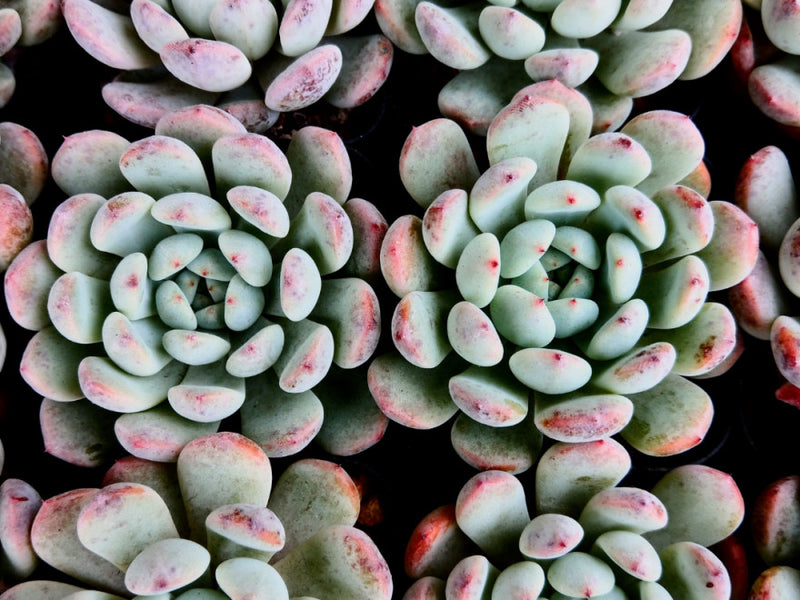 pink moonstone succulent