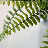 20inch Artificial Boston Fern Green Leaf Plant, Premium Real Touch Indoor Spray#whtbkgd