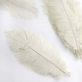 12 Pack | 13-15inch Ivory Natural Plume Real Ostrich Feathers, DIY Centerpiece Fillers