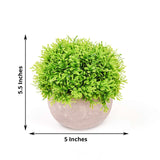 2 Plant Set | 5inch Mini Potted Artificial Boxwood Topiary Faux Planter Collection