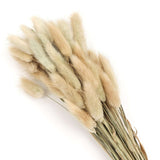 50 Pack | 15inch Natural Rabbit Tail Dried Pampas Grass Stem Bouquets