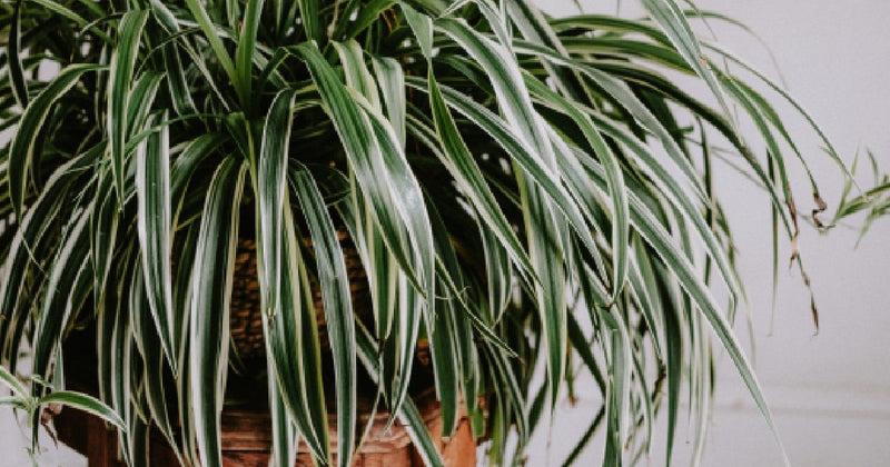 spider-plant