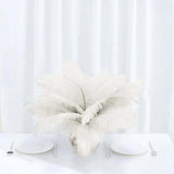 12 Pack | 13-15inch Ivory Natural Plume Real Ostrich Feathers, DIY Centerpiece Fillers