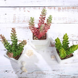 3 Pack | 8inches Ceramic Planter Pot & Artificial Sedum Succulent Plants