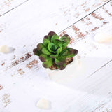 3 Pack | 3inches Ceramic Planter Pot & Artificial Echeveria Elegans Plants