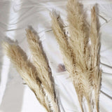 6 Stems | 49inch Wheat Tint Dried Natural Pampas Grass Plant Sprays