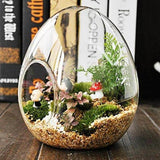 6 Pack | 5inch Air Plant Glass Egg Shaped Terrarium Self Standing Planter