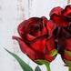31inch | 24pcs Red, Black Tip Long Stem Artificial Silk Roses Flowers