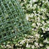 Create a Stunning White Tip Green Boxwood Hedge Wall