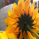 5 Bushes | 45 Large Yellow Artificial Silk Blossomed Sunflowers