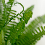 2 Stems | 18Inch Green Artificial Boston Fern Leaf Plant Indoor Faux Spray#whtbkgd