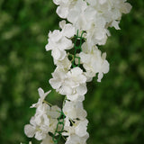 7ft | Cream Artificial Silk Hydrangea Hanging Flower Garland Vine