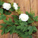 6ft | White Artificial Silk Peony/Foliage Hanging Flower Garland Vine