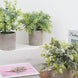 3 Plant Set | 9inch Mini Potted Artificial Eucalyptus, Rosemary & Boxwood Faux Planter Collection