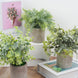 3 Plant Set | 9inch Mini Potted Artificial Eucalyptus, Rosemary & Boxwood Faux Planter Collection