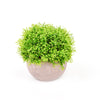 2 Plant Set | 5inch Mini Potted Artificial Boxwood Topiary Faux Planter Collection#whtbkgd