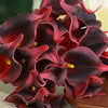 20 Stems | 14inch Burgundy Artificial Poly Foam Calla Lily Flowers#whtbkgd