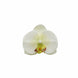 20 Flower Heads | 4inch Cream Artificial Silk Orchids DIY Crafts