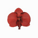20 Flower Heads | 4inch Red Artificial Silk Orchids DIY Crafts