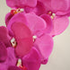 2 Stems | 40inch Tall Fuchsia Artificial Silk Orchid Flower Bouquets#whtbkgd