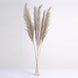 6 Stems | 49inch Natural Tint Dried Natural Pampas Grass Plant Sprays#whtbkgd