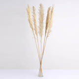6 Stems | 49inch Wheat Tint Dried Natural Pampas Grass Plant Sprays#whtbkgd