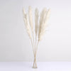 6 Stems | 49inch Off White Dried Natural Pampas Grass Plant Sprays#whtbkgd