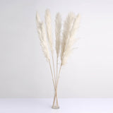 6 Stems | 49inch Off White Dried Natural Pampas Grass Plant Sprays#whtbkgd