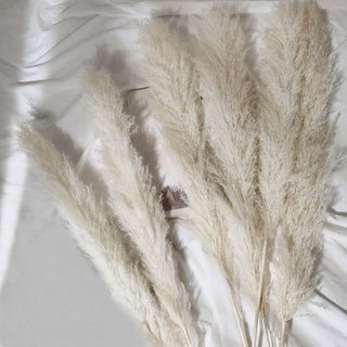 Enhance Your Event Decor with Dried Natural Pampas Grass