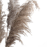 6 Stems | 32inch Natural Tint Dried Natural Pampas Grass Plant Sprays#whtbkgd