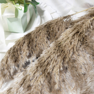 Enhance Your Decor with 6 Stems of Natural Tint Dried Pampas Grass