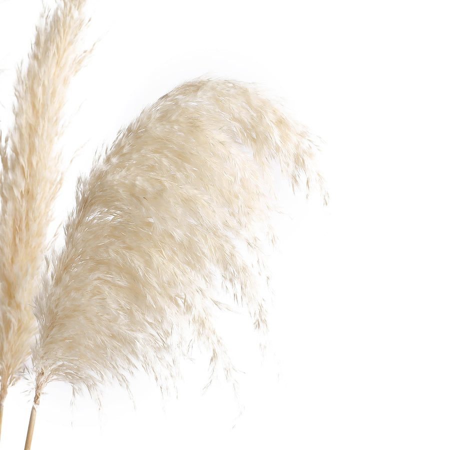 6 Stems | 32inch Wheat Tint Dried Natural Pampas Grass Plant Sprays#whtbkgd