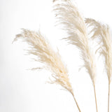 6 Stems | 32inch Off White Dried Natural Pampas Grass Plant Sprays#whtbkgd
