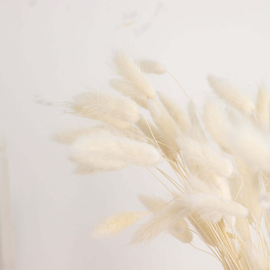 50 Pack 15" Natural White Rabbit Tail Pampas Grass