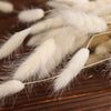 50 Pack | 15inch Natural White Rabbit Tail Dried Pampas Grass Stem Bouquets#whtbkgd