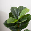 2 Pack | 3ft Artificial Fiddle Leaf Fig Tree Potted Indoor Planter