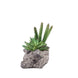7inches Long Natural Artificial Log Planter & 15 Assorted Succulent Plants