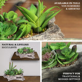 7inches Long Artificial Log Planter & 5 Perle Von Nurnberg Succulent Plants