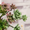 3 Pack | 13inches Assorted Artificial Echeveria Stem Succulent Air Plants